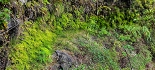 Plants: image 83 Of 208 Thumb